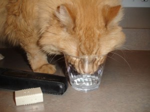 Cat drinking water