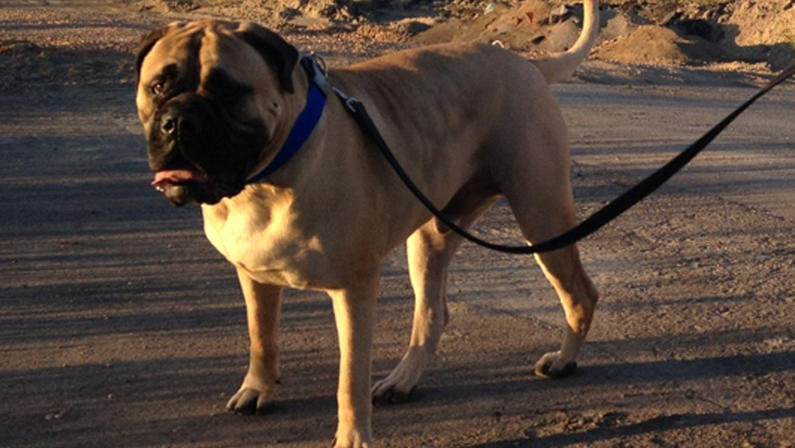 sven the bullmastiff loves purified water